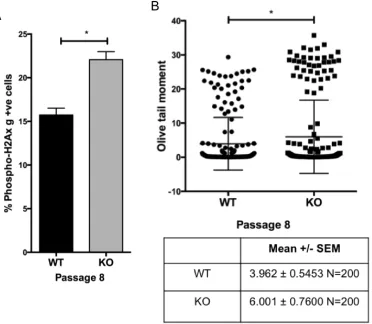 Figure 7: Increased senescence of Gadd45b-/- mice is not restricted to tissue culture associated stress
