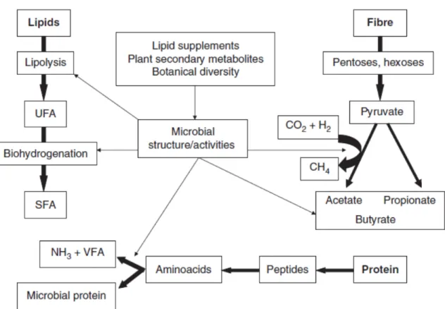 Figure 2.2. Interventions to manipulate fermentation and metabolism in the rumen. 