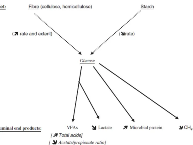 Figure 2.3. Possible sites targeted by feed additives to improve carbohydrate 