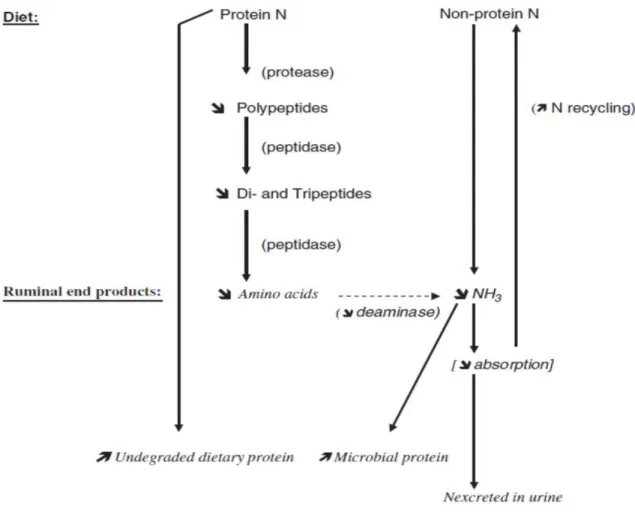 Figure 2.4. Possible sites targeted by feed additives to improve nitrogen metabolism in  the rumen