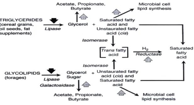 Figure 2.5. Manipulation of lipid fermentation in the rumen. Major reactions in the  rumen and possible sites targeted (increase or decrease) for modifications are depicted