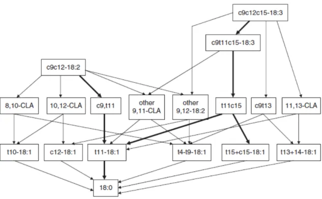 Figure 2.8. Biohydrogenation pathways in the rumen. (Chilliard et al., 2007) 