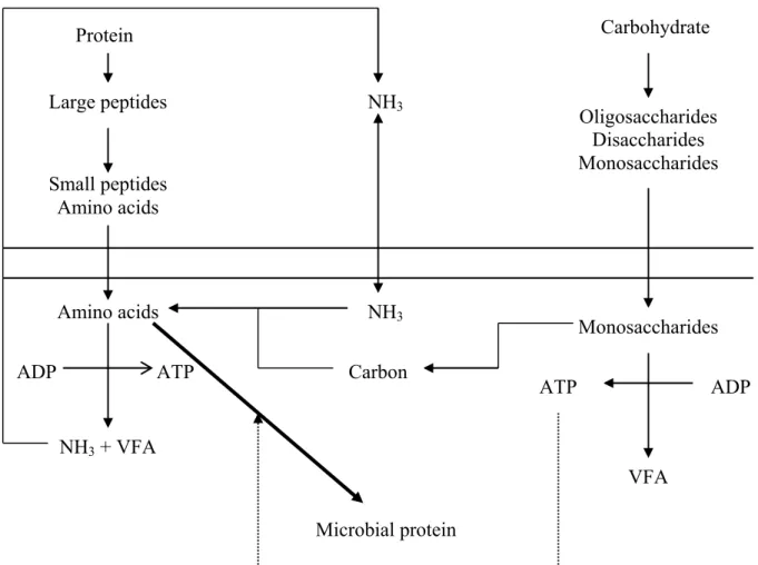 Figure 2.1. A theoretical scheme showing carbohydrate and protein utilization by  ruminal bacteria