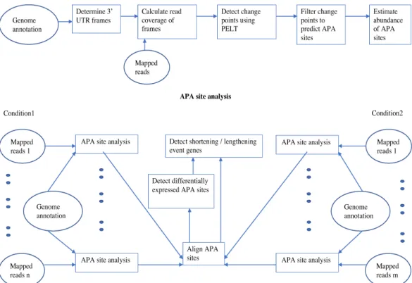 Figure 2.1: A flowchart of the TAPAS pipeline. In the differential expression analysis, we assume that n RNA-Seq replicates are given for each condition