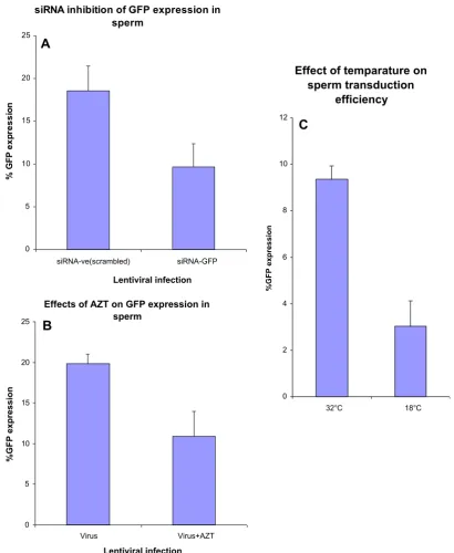 Fig. 4. Validation of GFP expression in spermatozoa. (A)Porcine spermatozoa were transfected with si RNA to GFP or scrambled/control siRNA (10 nM) using Escort V (Sigma)in triplicate