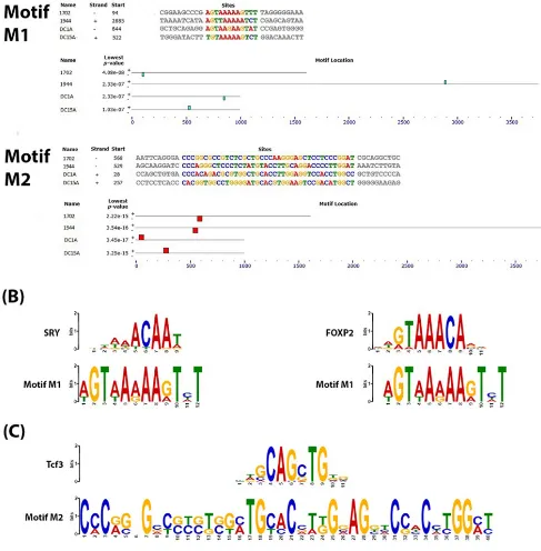 Figure 2: Conserved motifs identified within the DNA sequences of the enhancer-DMR pairs