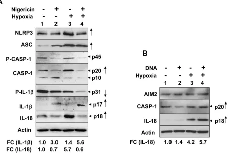 Figure 5: Hypoxia in PMA-differentiated THP-1 cells stimulated the spontaneous and ligand-induced activation of the NLRP3 and AIM2 inflammasome