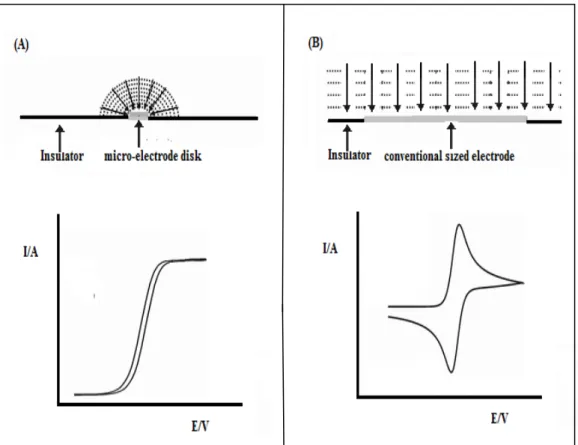 Figure 1.22: Highlighting the unique differences between a micro electrode and a  conventional sized electrode where (A) shows the quasi steady-state behaviour  observed at a disk microelectrode where convergent diffusion is predominantly  observed and (B)