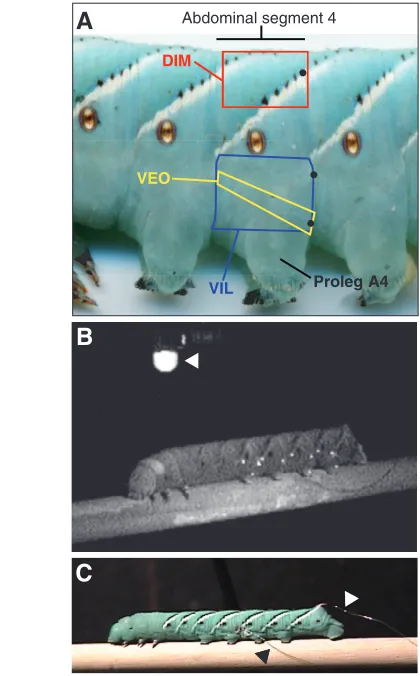 Fig.the dorsal interior medial (DIM), ventral exterior oblique (VEO) and ventralinternal longitudinal (VIL) muscles are illustrated for the fourth abdominalsegment