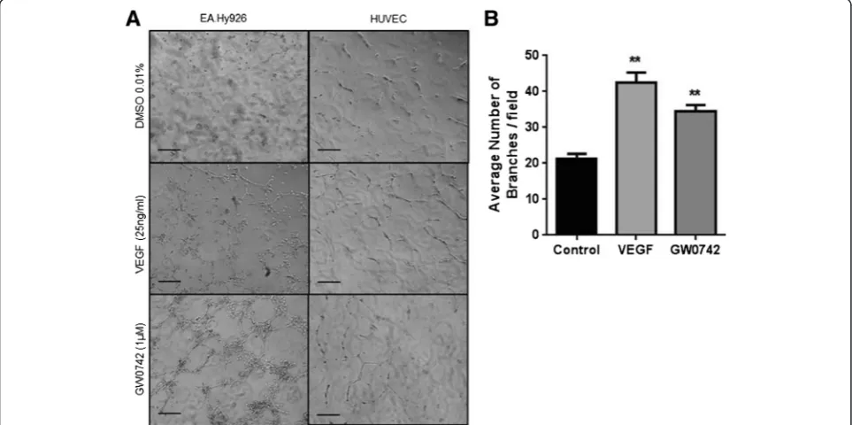 Figure 1 Human endothelial cells readily differentiate on thin layers of basement matrix spread on glass