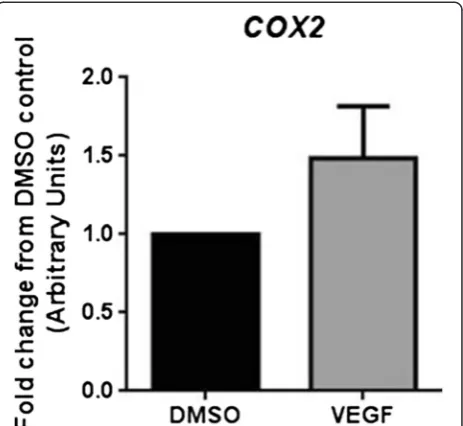 Figure 6 High contrast images of differentiated HUVEC in theTLA assay by Differential Interference Contrast (DIC) andconfocal fluorescence microscopy
