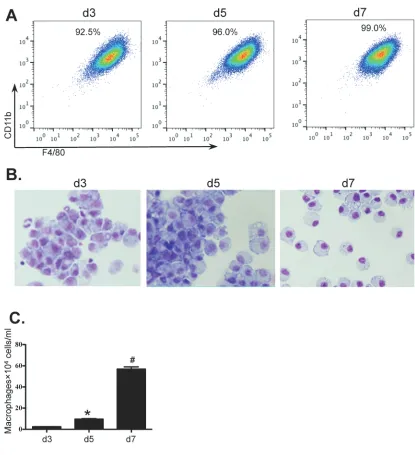 Figure 1: In-vitrohaemocytometer. Values are presented as mean ±SEM ( differentiation of BMDM