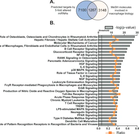 Figure 4: Potential molecules and canonical pathways predicted to be targeted by the miRNAs identified as differentially regulated during BMDM differentiation