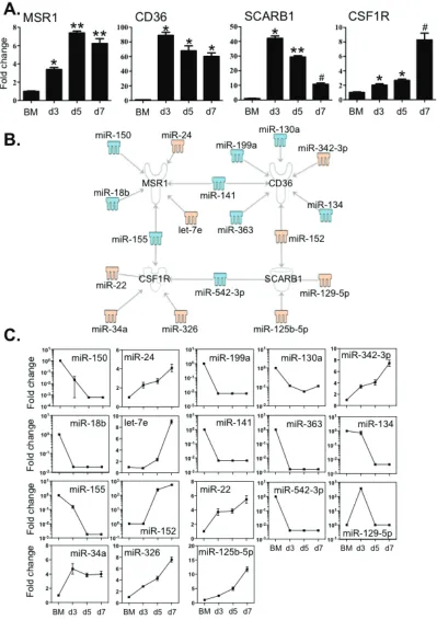 Figure 5: Expression levels of key macrophage receptors correlated with the expression of miRNAs that potentially target these transcripts