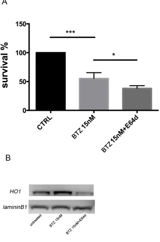 Figure 6: A. Cell viability following BTZ (15 nM for 24h) treatment alone or in combination with E64d (20 μM)