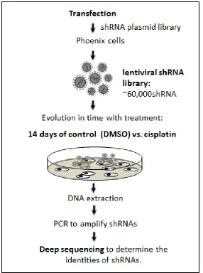 Figure 1: Schema of RNAi screen for cisplatin. A pooled library of shRNA-mirs was introduced to lung cancer cells (PC9) at a multiplicity of infection of one (MOI = 1)