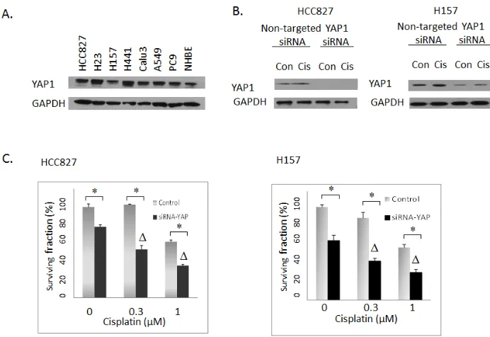 Figure 2: (A) Western blotting: YAP1 shRNA #1, #2 and #3 were introduced to PC9 cells separately with different concentrations of doxycycline (Dox) induction