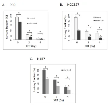 Figure 4: (A) Clonogenic assay: The effects of siRNA-mediated YAP1 knockdown on radiation in PC9 lung cancer cells.(B) Clonogenic assay: The effects of siRNA-mediated YAP1 knockdown on radiation in HCC827 lung cancer cells
