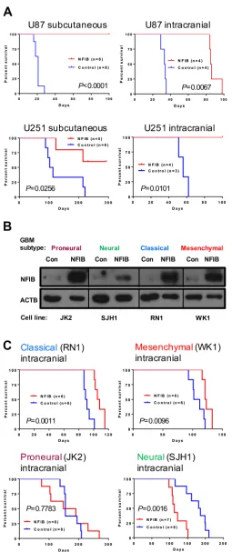 Figure 3: Ectopic expression of NFIB in human classical and mesenchymal GBM inhibits tumour growth