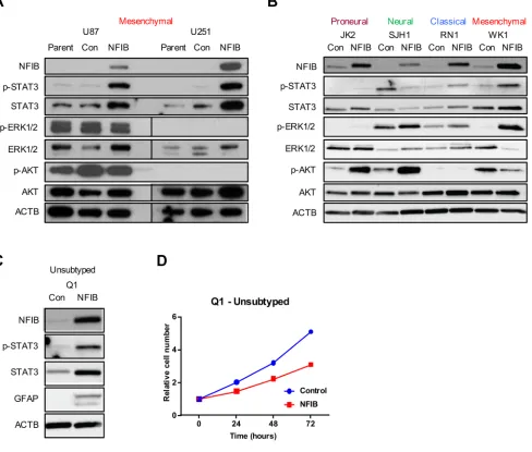 Figure 5: STAT3 signalling predicts NFIB function in GBM cell lines. Changes in p-STAT3 but not ERK or AKT signalling paralleled the activity of NFIB in proneural, neural, classical and mesenchymal GBM cells - increased STAT3 phosphorylation was observed i