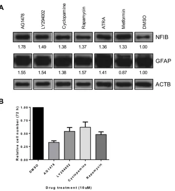 Figure 6: NFIB expression in GBM cells can be increased by drug treatment and is associated with reduced proliferation
