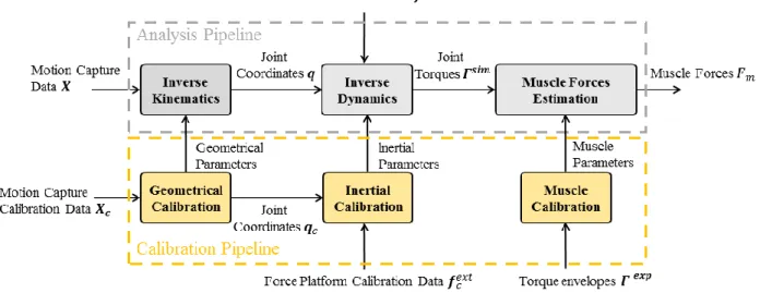 Figure 1.2.  Classical inverse dynamics musculoskeletal simulation pipeline. Inputs are generally motion capture data and external  forces measures data, and outputs are the quantities on the right side of the boxes: joint coordinates, joint torques and mu