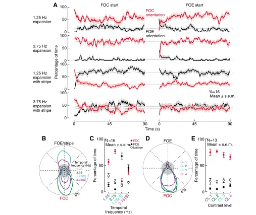 Fig. 2. Flies will actively orient towards an object fixed to the focus of an expanding pattern, which would otherwise be robustly avoided