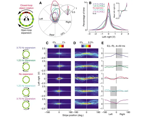Fig. 4. Flies are able to orient towards a stripe in the face of constant lateral expansion