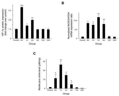 Figure 1: Effect of exposure to hypergravity on (A) renal HIF-1α expression, (B) iNOS mRNA expression, and (C) NO production