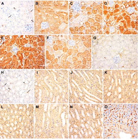 Figure 2: Immunostaining for iNOS in the renal cortex (A to G) and medulla (H to O). A