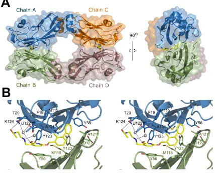 Figure 2: Crystal structure of BMS-202/PD-L1 complex. A. Within the asymmetric unit four molecules of PD-L1 (mixed ribbon/surface representation) are organized into two dimers (green and blue, and orange and brown)