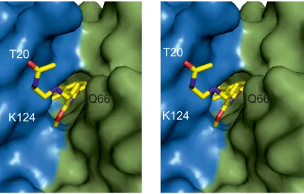 Figure 3: BMS-202 binds inside a cylindrical cleft at PD-L1 dimer interface. Hydrophobic pocket accommodating the inhibitor and formed at PD-L1 dimer interface is shown from the solvent accessible side (stereoview)