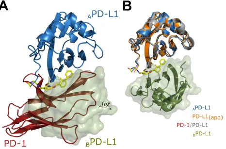 Figure 4: Rationale for inhibition of PD-1/PD-L1 complex formation by BMS-202. (A) BMS-202 induced PD-L1 dimer and PD-1/PD-L1 complex were superimposed such that a single molecule of PD-L1 (model A) within the BMS-202 (yellow) induced dimer (blue ribbon- m