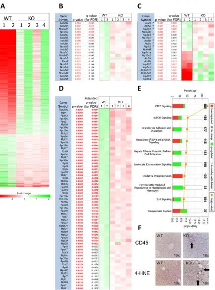 Figure 7: Transcriptional profiling of post-transplant hepatocytes. A. RNAseq results for all 1784 differentially expressed transcripts with q values < 0.05 from isolated hepatocytes from 2 WT and 4 KO mice