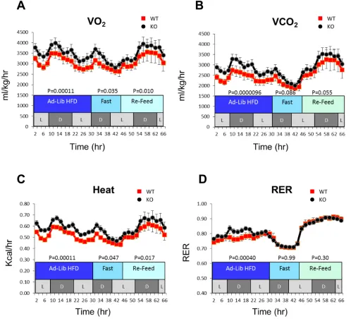Figure 1: Increased metabolic activity of KO mice. Mice were maintained in metabolic cages that quantified oxygen consumption rate (VO2), carbon dioxide production rate (VCO2) and heat production (6-8 mice per group)