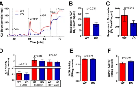 Figure 2: ETC function of WT and KO livers. A. Typical respirometry profiles from WT and KO liver homogenates
