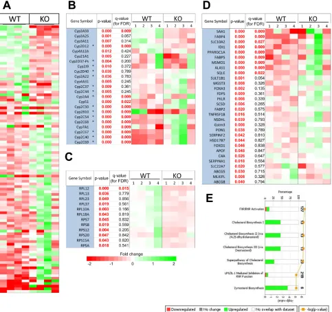 Figure 3: Transcript differences between WT and KO hepatocytes. A. RNAseq results from 4 individual sets each of WT and KO hepatocytes