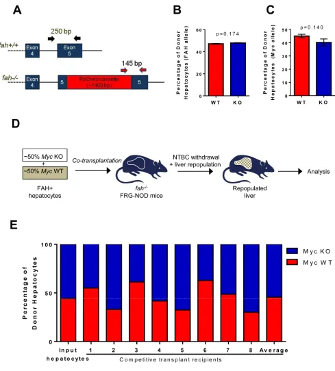 Figure 5: WT and KO hepatocytes are equally proficient at re-populating the hepatic parenchyma