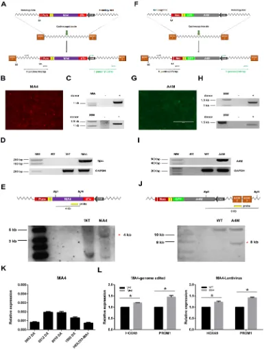 Figure 1: CRISPR/Cas9-mediated generation of syngeneic HEK293 cells expressing a unique copy of MA4 or A4M in the AAVS1 safe harbor