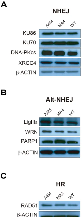 Figure 5: Western blot analysis of proteins involved in DSB repair. Proteins involved in the classical NHEJ pathway A., Alt-NHEJ proteins B