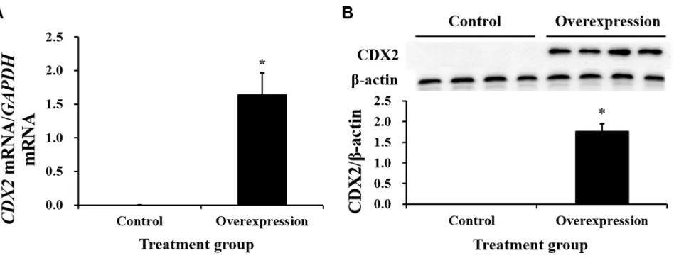 Figure 2: Comparison of the human and pig CDX2 protein sequences. The pig CDX2 protein was predicted from the cloned nucleotide sequence using DNASTAR (www.dnastar.com), and the comparison was conducted using the same software