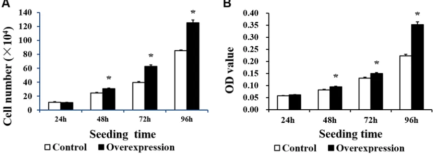 Figure 4: The proliferation of IPEC-1 is increased by CDX2 overexpression. (A) The cell number of the overexpression group was higher than that of the control group at 48, 72 and 96 h after seeding, as assessed by the cell count assay (n = 6); (B) The OD v