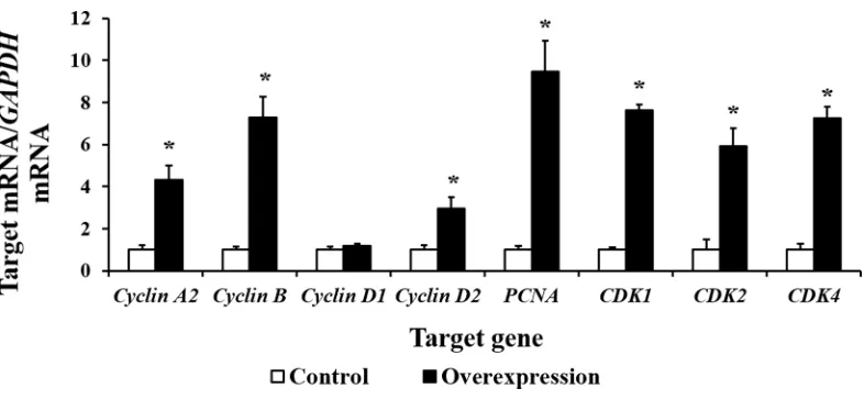 Figure 5: The cell cycle distribution of IPEC-1 is altered by CDX2 overexpression. At 48 or 72 h after seeding, control and overexpression cells (104 cells per sample) were collected to determine the cell cycle distribution using flow cytometry