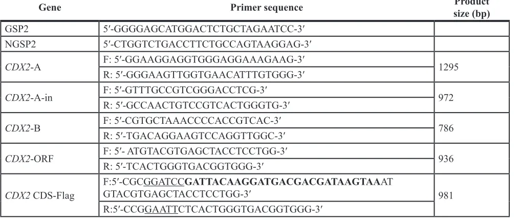 Table 1: Primers used for cloning the CDS of CDX2