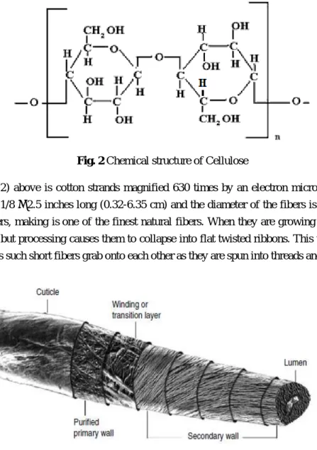 Fig. 3 Micro-structure of cotton 