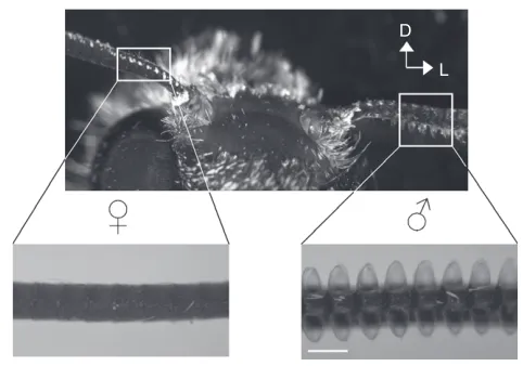 Fig. 1. Gynandromorph male Manduca sexta with a normal male antenna(right) showing the long hair-like trichoid sensilla and a characteristicfemale antenna on the left without trichoid sensilla