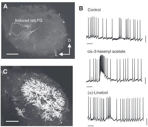 Fig. 7. Responses of projection neurons (net number of spikes, means ±gynandromorphs)