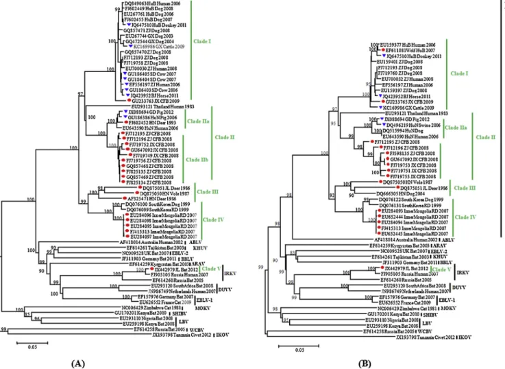 Figure 3. Neighbor-joining phylogenetic tree (P-distance) for (A) the G gene, and (B) the N gene of RABVs isolated from wildlife, livestock, and dogs in mainland China