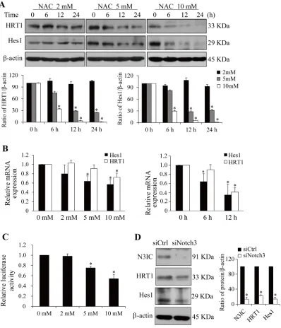 Figure 2: NAC inhibits Notch3 downstream signaling. A. NAC treatment (2-10 mM, 0-24 h) decreases Hes1 and HRT1 protein levels in HeLa cells