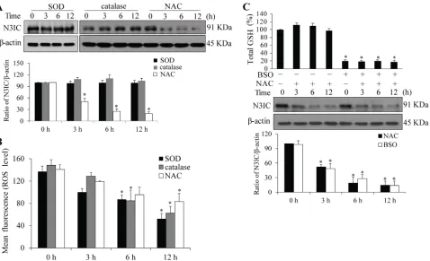 Figure 4: NAC-mediated Notch3 down-regulation is independent of ROS. A. SOD or catalase treatment does not affect N3IC protein levels